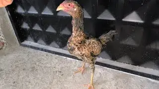 Taşı Kırık Silmenin Kızı Kümesimizde