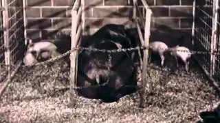 1961 Methods of Hog Raising - Modern Trends In Swine Production - CharlieDeanArchives