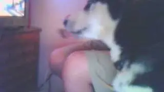 my husky eating peanut butter!lol