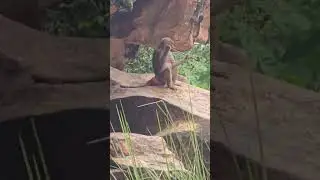 My Exptl Lrng My Exptl Lrng: Spotting in the Wild :Primate Kingdom @Mamdai Wildlife 🌏 Pt 3 gibboons.