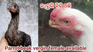 Parrot beak vergin female available। #princeaseelpoint । rare colour bird in odisha 