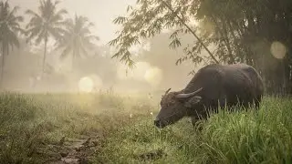 Water Buffalo Grazing: Asian Countryside Nature Sounds | No Music Rural Life