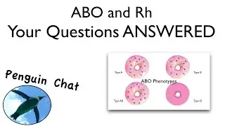 Blood Typing Questions PRACTICE | Bio Basics 🐧