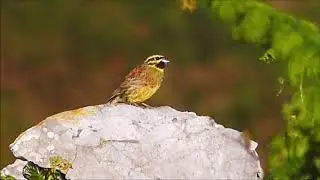 Escribano sote&ntilde;o.