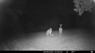 this is off my trail camera