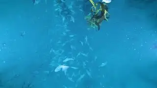 POV Shot Of Kelp Forest Stock Video