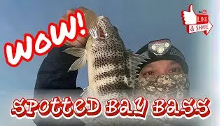Night fishing session for spotted bay bass at Huntington Harbor