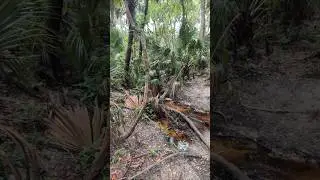 Freedom the Parrot Chirps by Stream Before Storm & Cabbage Palm Trees at Green Springs Park!