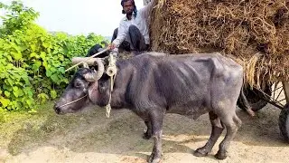 Look Buffalos Power || Buffalo Cart Heavy Load paddy Stuck Mud || Bullock Cart Cow Cart Video