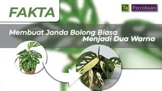 Membuat Janda Bolong Biasa Menjadi Janda Bolong Varigata (Monstera Andasoni)