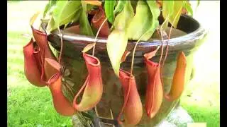 Ep 08 Bio Structural Organisation in Plants 01