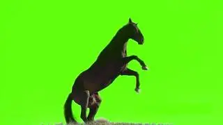 #PremKrishna    Horse green screen video