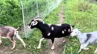 Rotational grazing: moving the goats to a new paddock!
