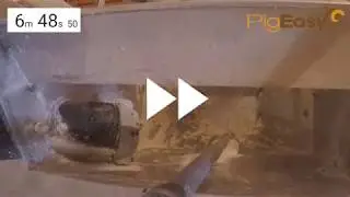Pigs in PigEasy Sow Feeder