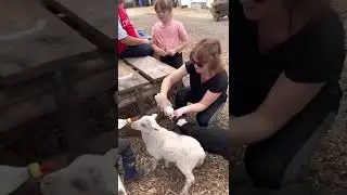 Best job on the farm feeding the lambs #lambfeeding #Farm24  @FarmersGuardian  #FarmingCAN