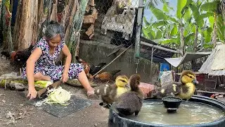 Peaceful Morning in the Garden with Chickens and Ducks