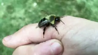 David Taylor’s Video For @kelvinwiley  - Common Eastern ￼Bumble Bee