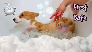 Puppy's first bath! Baby Corgi takes first bath!