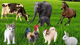 Animal sounds: Cow, Cat, Goat, Puppy, Horse, Frog, Elephant, Sheep - REAL FARM ZOO
