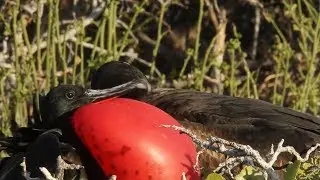 Great Frigatebirds