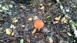 Grzyby 2019 grzybobranie koźlarz  / Mushrooms Orange Cap Boletus 2019