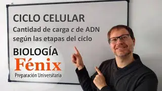Ciclo Celular - Cantidad de carga ¨c¨ en las distintas etapas del ciclo
