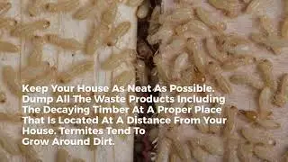 Effective Termite Treatment Penrith - Falls Pest Control