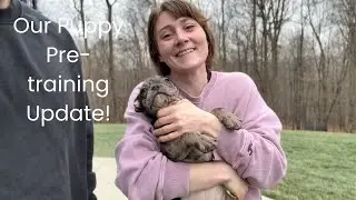 В питомнике Woodland Frenchies with Destiny мы ежедневно проводим предварительную подготовку щенк...