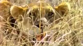 predatismo,biologia 2