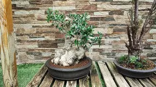Acebuche enorme - Trasplante a maceta de Bonsai - Taller de Bonsaideas (01/05/2022)