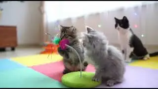 Cat family #catvideos #catshorts #babykittens #animalreaction #animalvideos #petvideos #petreels