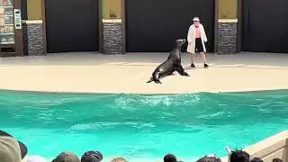 SeaWorld San Antonio 2024 - Sea Lion Otter Show