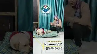 dog training#video#share#viral #subscribe #contact 7988150626