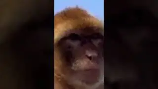 Queen Macaque #wildbeast