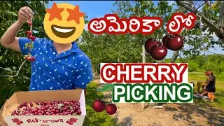 Cherry 🍒 Picking in USA Michigan | This is what we did in the American cherry orchard! 😀😀