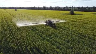 Spraying Canola with Rogator