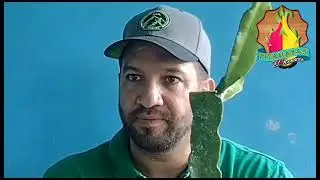 Descripci&oacute;n de la Pitahaya Mar&iacute;a Rosa