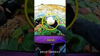 Найдено таинственное гигантское яйцо