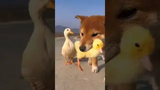 Dog And Duck #youtube #ytshorts #youtubeshorts #youtubeshort #petzoo @PetZoo840