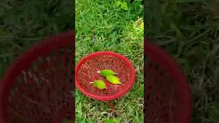 Karkool or sobj #agriculture #desikheti #desifood #trendingshorts #viralvideo #farming #farm