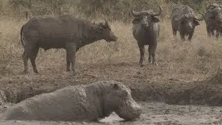 Muddy hippo & buffalo run for their lives