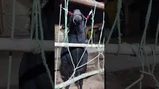 Dhanni Bull 2024 Qurbani.