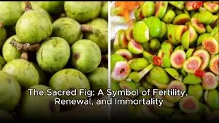The Sacred Fig: A Symbol of Fertility, Renewal, and Immortality