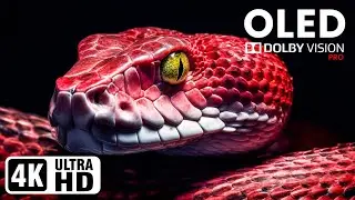 OLED & AMOLED 4K DEMO (2025): 120fps Dolby Vision HDR Test | Neon, Bioluminescence & Ink Drops #oled