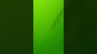 Gar pike at 30&rsquo; deep#rov#powerray#underwater #garpike#fishing