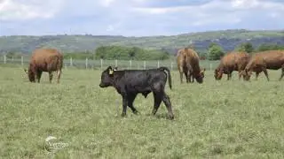 Farma ANGUS goveda u Novom Slankamenu - U nasem ataru 900