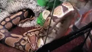 I'm a very happy snake.