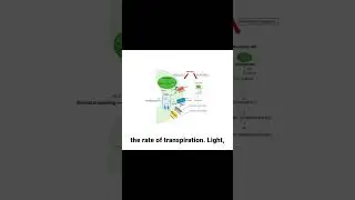 Plant Transport Systems | Water Potential, Transpiration, Xylem & Phloem | Biology Class 11 NCERT