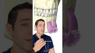 Doctor Reacts: bone beard?!