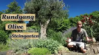 Rundgang beim Olivenbaum und Steingarten